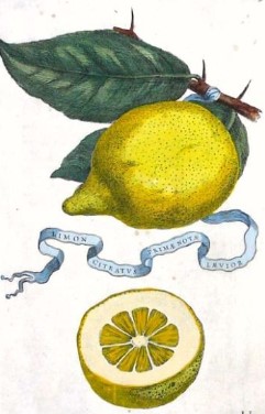 LEMONferrarii.jpg